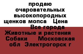 продаю очаровательных высокопородных щенков мопса › Цена ­ 20 000 - Все города Животные и растения » Собаки   . Московская обл.,Электрогорск г.